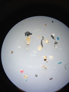 Sample collected by BabyLegs from the Hudson River, New York City, 2015.