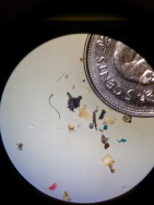Miroplastics collected by BabyLegs with a nickel for scale.